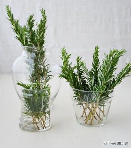可食用迷迭香盆栽养殖,迷迭香盆栽好养活