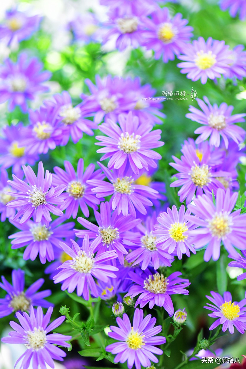 扶不起的绿植,扶不起的绿植视频