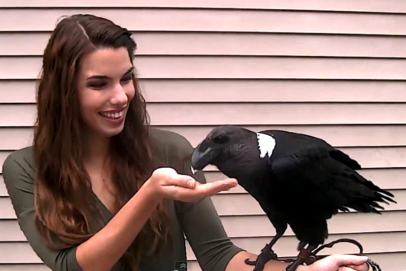 难道你不想去ruarua它吗？美国一只视错觉“兔子”走红网络