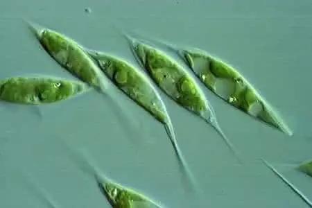 水产养殖业藻类的生命周期,水产养殖常见藻类植物