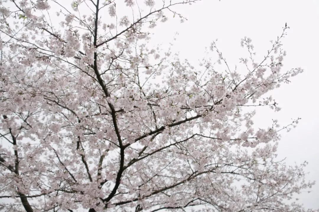 云旅游带你看遍天下美景,一起去旅行吧旅游