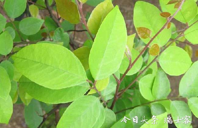 什么品种的杨桃好吃不酸,杨桃种植方法和技巧