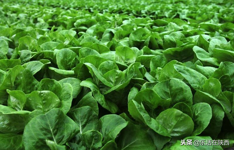 戏雪游乐场项目,戏雪乐园雪人