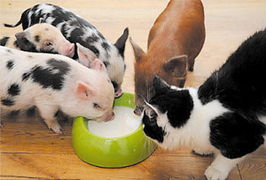 天啦撸！为了养宠，日本人每年要花费“巨额”！钱包在哭泣