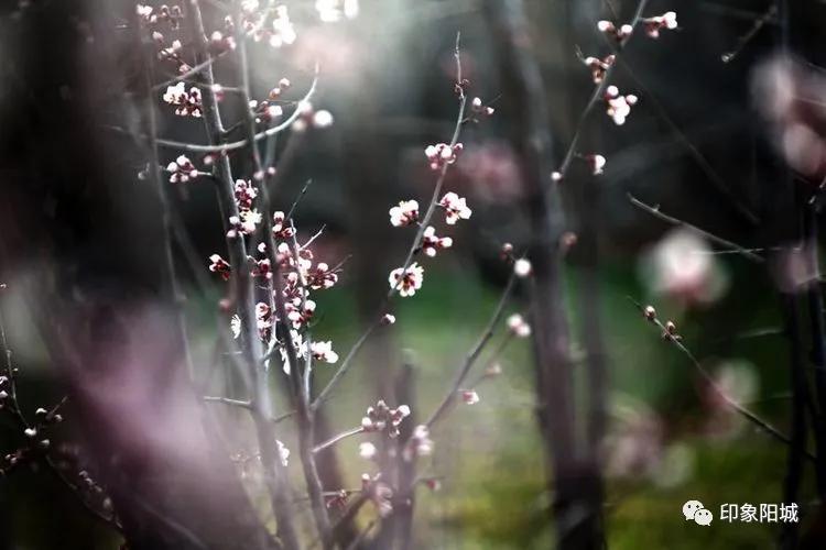 晋城哪里可以春游,晋城附近春游景点