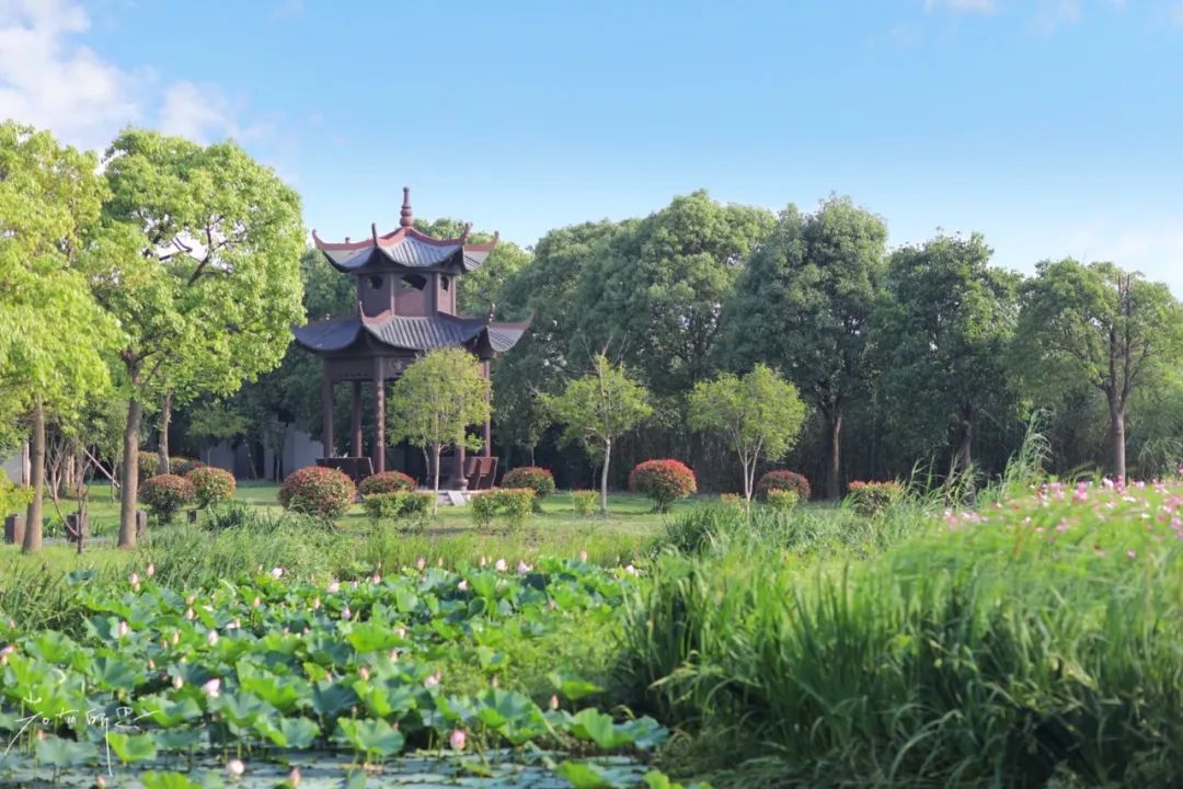 娌欏娴滅殑绱壊鑺辨捣,娌欏娴滈鏅尯鑺辨捣