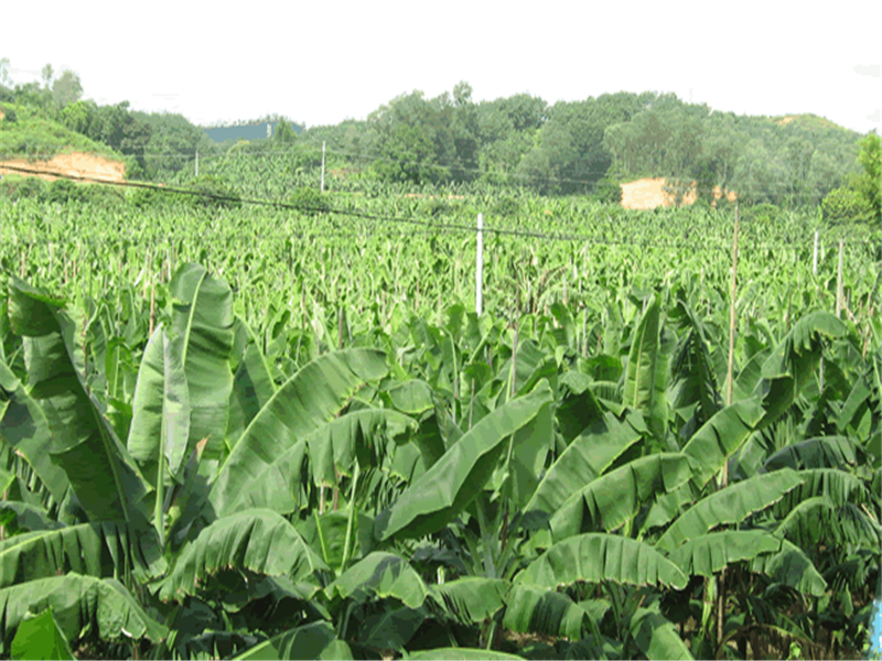 香蕉冻伤后如何补救,香蕉冬天应该怎么管理