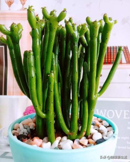 哪20种花有毒,十种花有毒不宜在家养