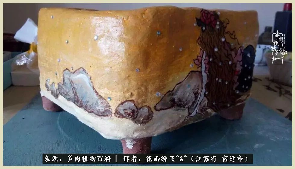 我家老臧：从反对到爱屋及乌的多肉守护人