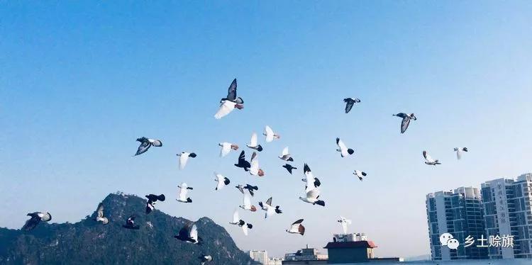 赊店鸽事之四鸽王末路