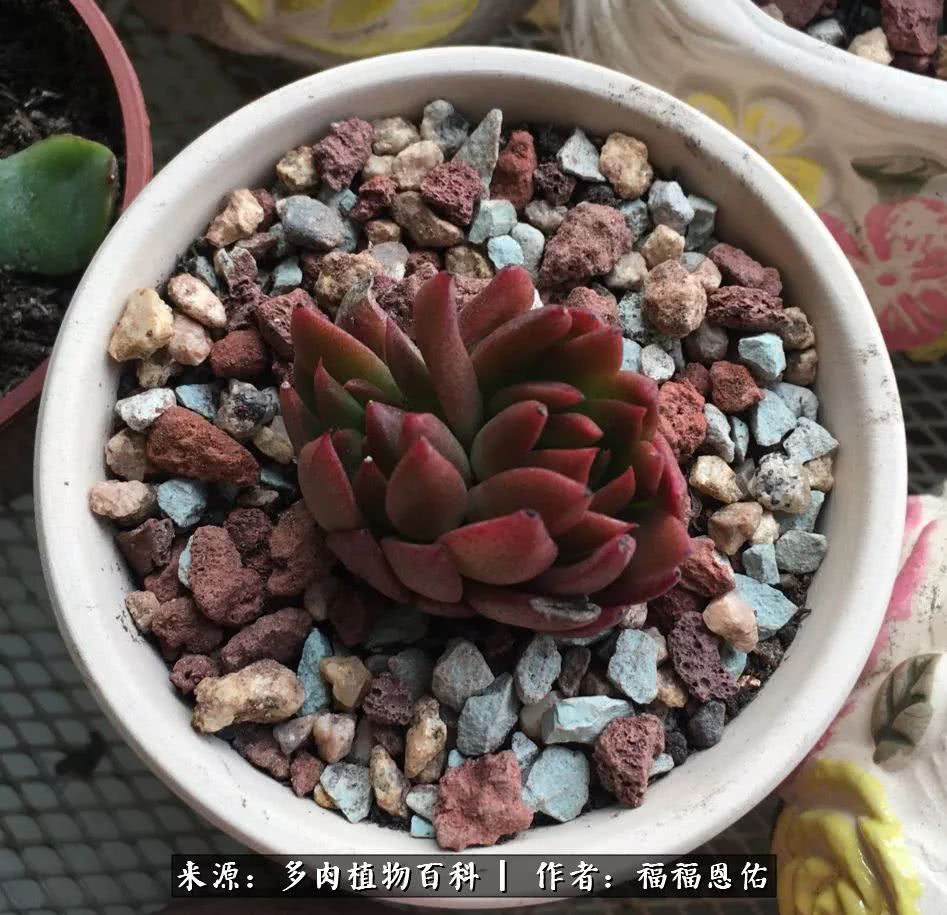 买买买，千里迢迢来相见，新的多肉成员来啦！