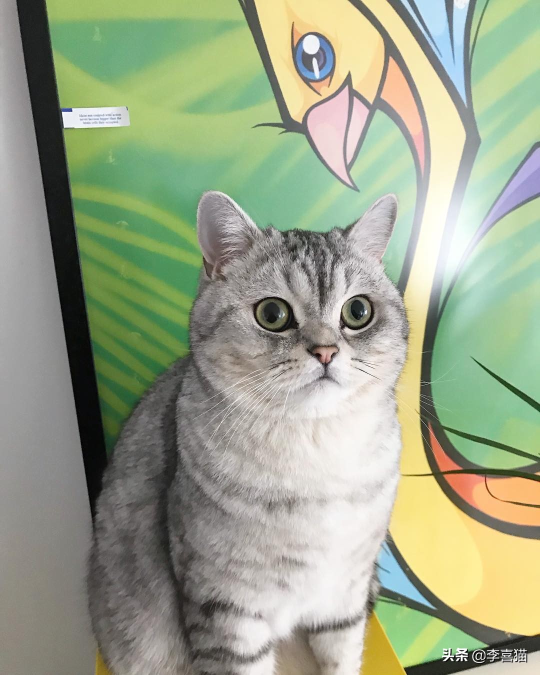 黄瓜吓唬猫会应激吗,盘点猫咪被黄瓜吓一跳的瞬间