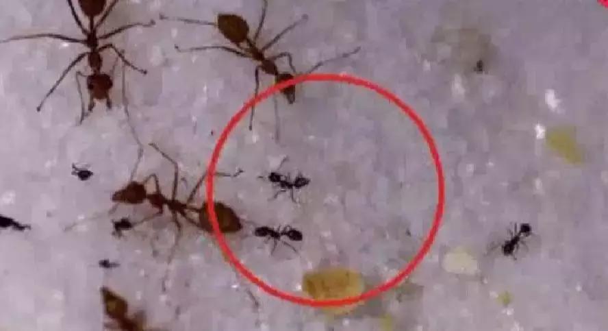 扩散！南宁邕江边发现红火蚁，被它叮了很恐怖，严重可致死
