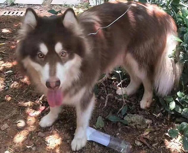 一旦被狗咬伤正确的做法,遇到狗伤人事件个人处理流程