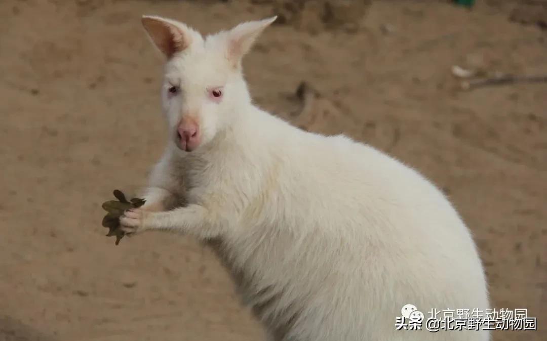 袋鼠摇手是什么原因,袋鼠摇手是动作吗