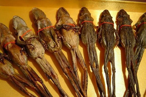 纯天然雪蛤图片,东北雪蛤红肚皮和黄肚皮