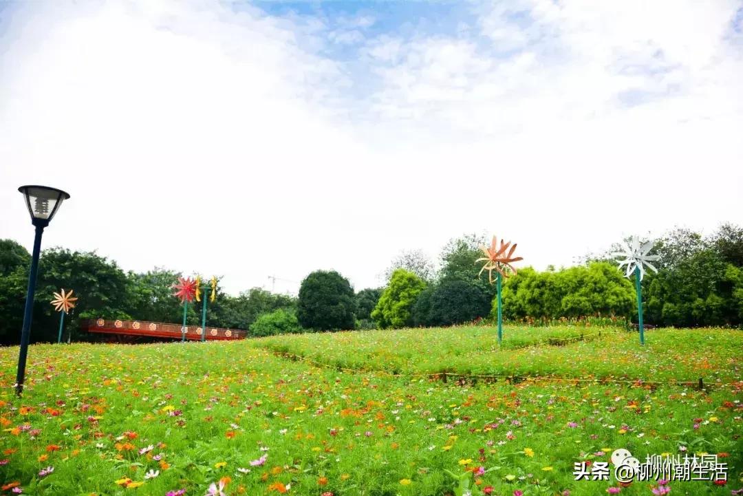 柳州哪里有免费花海,柳州花海紫荆花真实视频