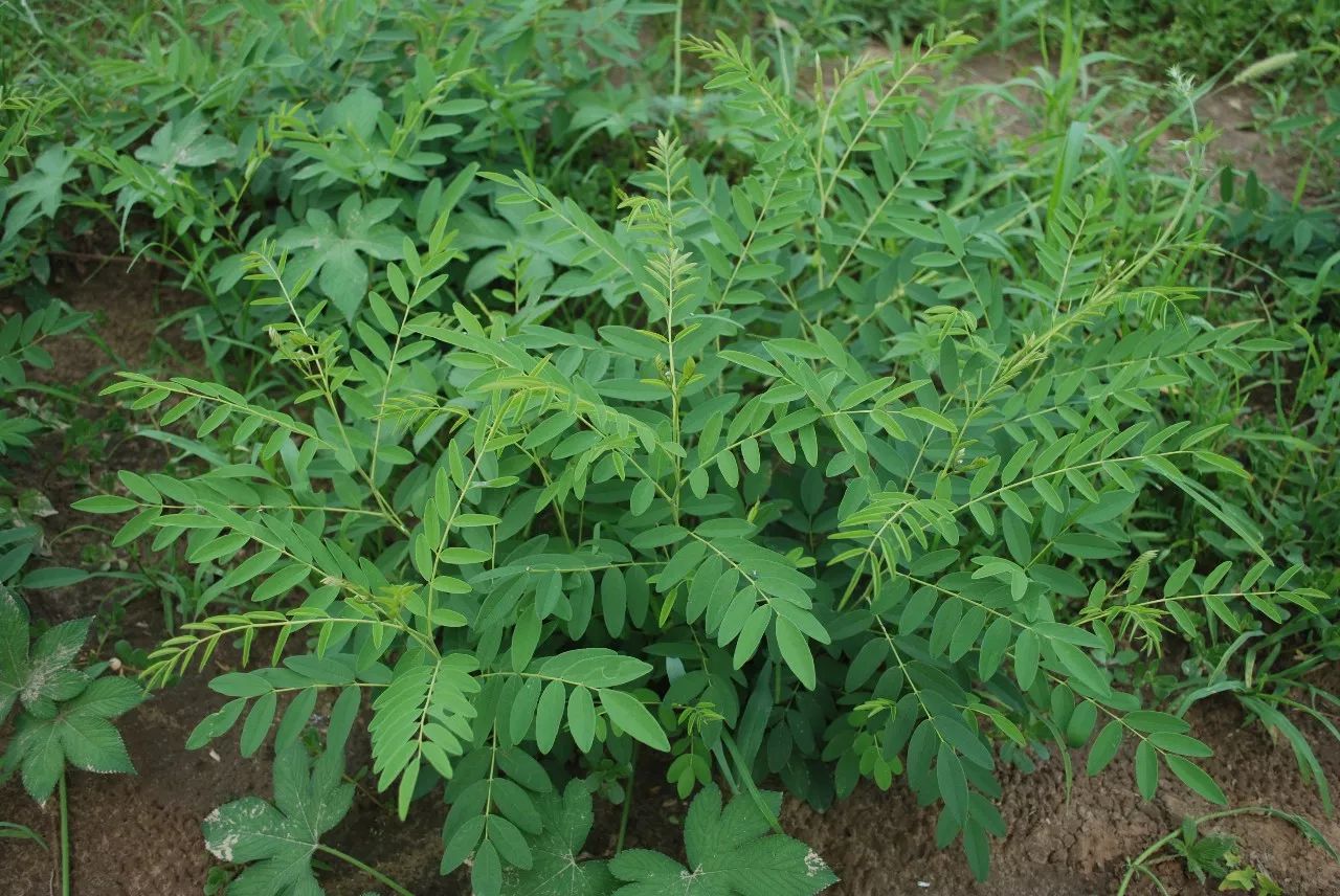 每日中药一味,最苦的中药苦参