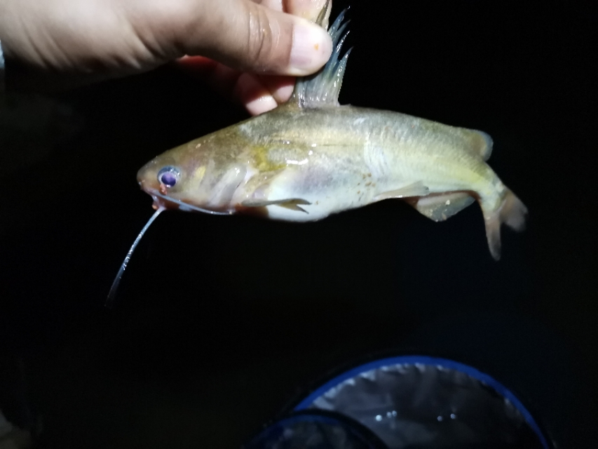 距昆明300公里的垂钓天堂,距离云南近的万峰湖野钓地点推荐