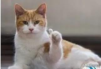 猫爪有什么隐藏的秘密,猫爪爪有哪些冷知识