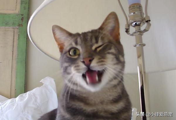 如何通过猫的肢体语言了解猫咪,你真的了解猫吗猫的习性与感官