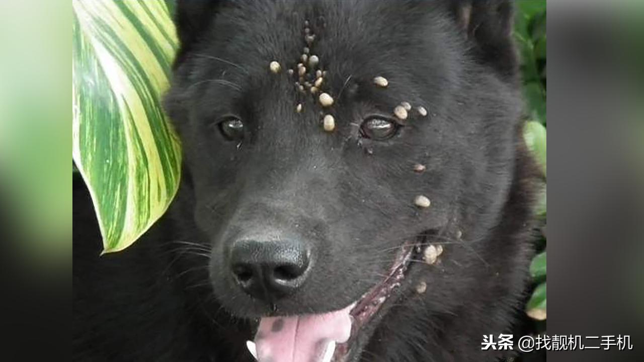 狗狗身上长蜱虫可以直接拔掉吗,狗耳朵上的蜱虫可以直接拔吗