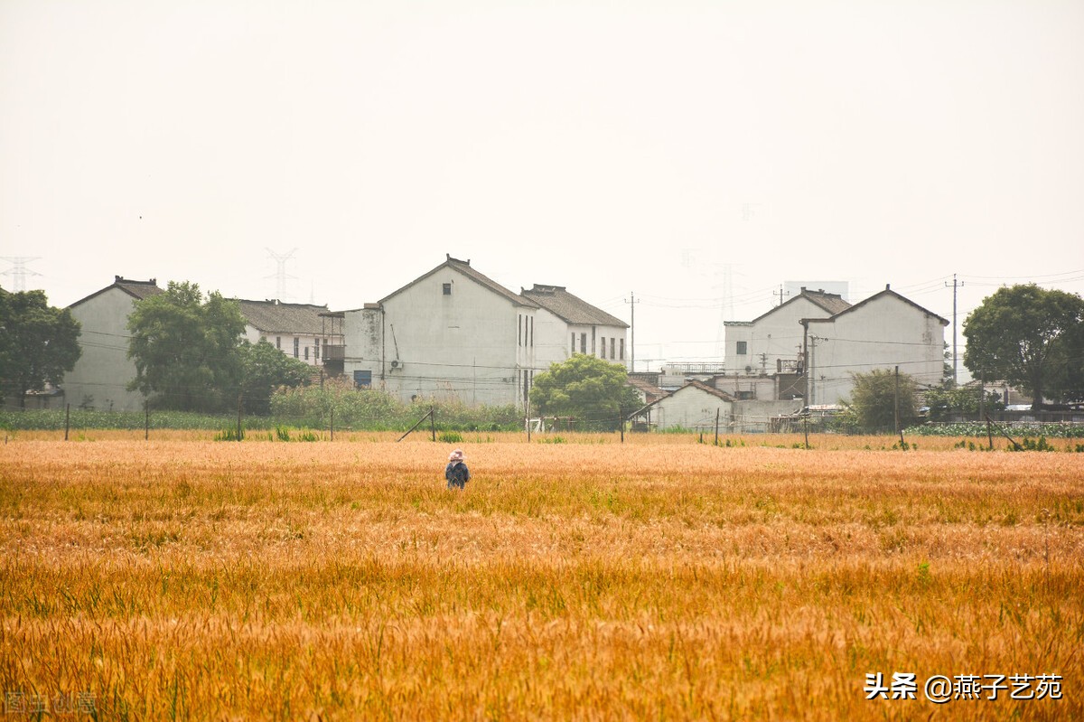 麦飘香面粉,麦飘香烧麦皮