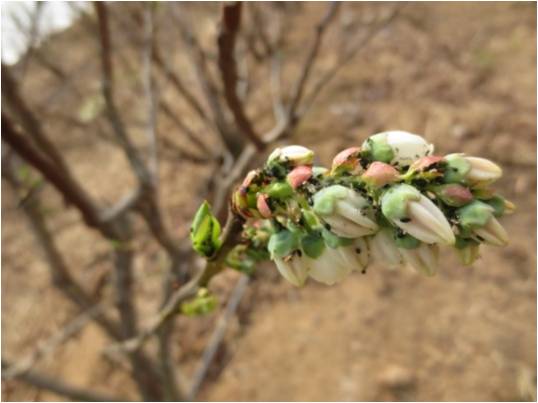 蓝莓园害虫的症状和防治,蓝莓地下害虫蛴螬防治