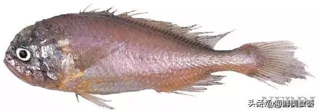 曾是四大海产之一,靠叫声互相识别,却被人类用噪声团灭