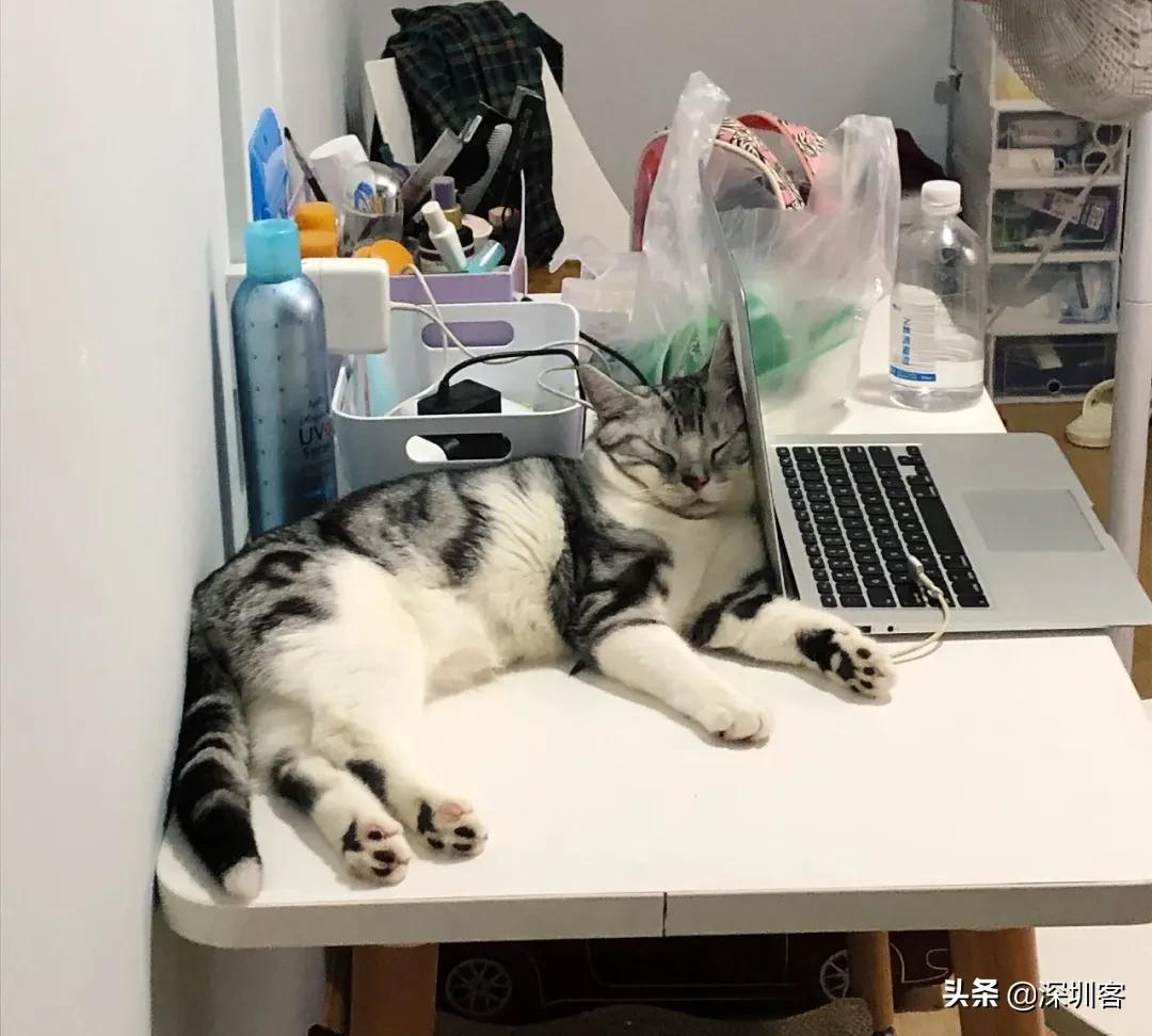 何以解忧唯有撸猫小说免费,金渐层何以解忧唯有撸猫