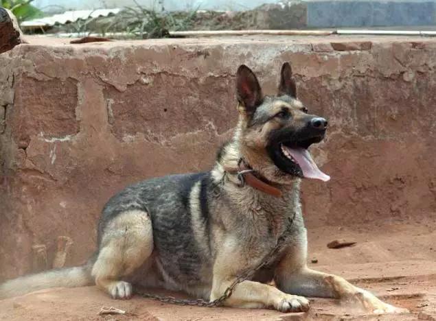 推荐各种狗狗的类型,10种有型罕见的狗狗