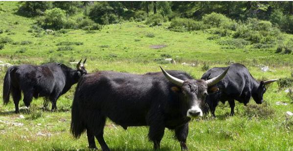 牛腐蹄病最快治疗方法,牛腐蹄病防治方法