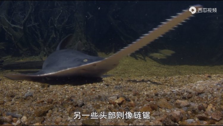 豆瓣9.3分纪录片美国,豆瓣9.8分的纪录片有哪些