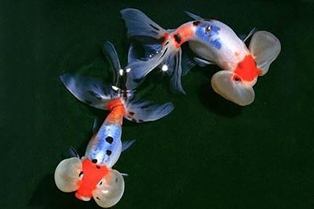 给大家推荐几种好养还不贵的金鱼,金鱼常见易养品种