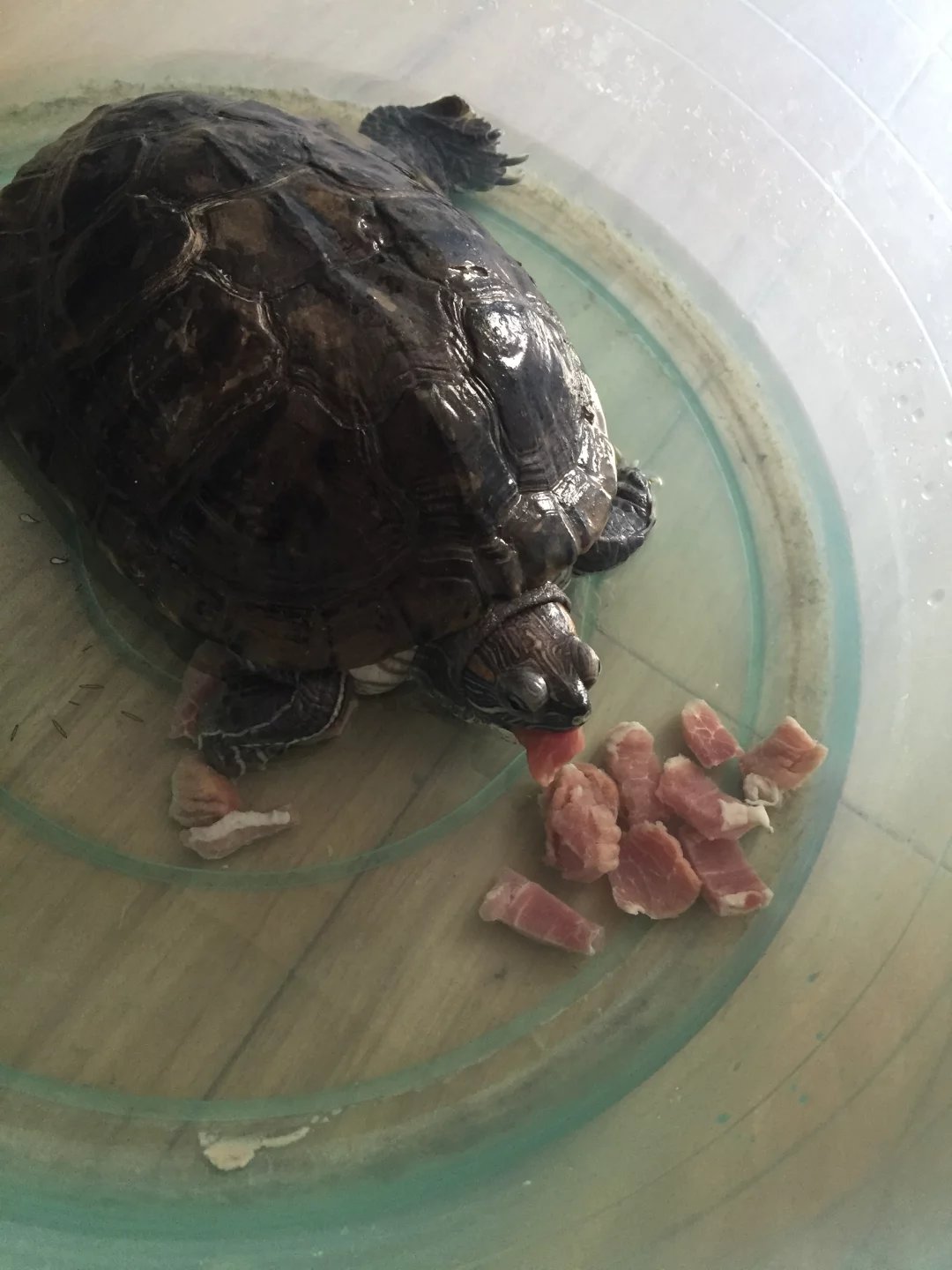 日本老人养一只大乌龟,养12年的大乌龟被找到