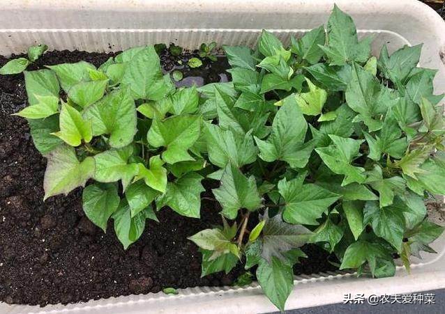 阳台种红薯几天浇一次水,阳台种棵红薯