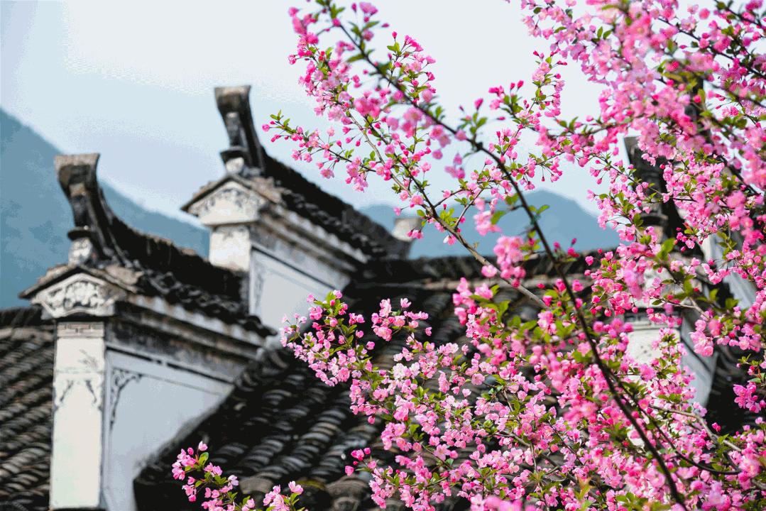 婺源这片仙境般的油菜花田已上线！超级美腻！赶紧约起来