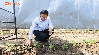 草莓育苗的基本原理及技术,草莓育苗最好的方式是什么