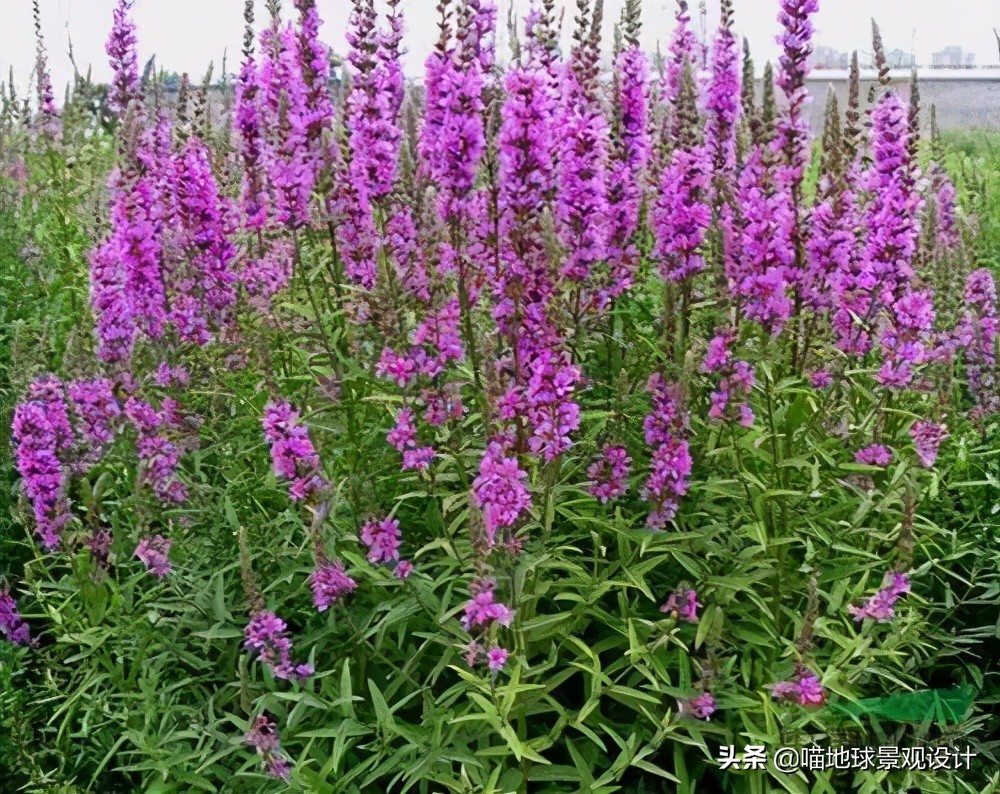 超级耐养的植物,极耐盐碱耐高温的植物