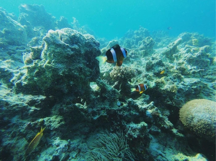 菲律宾自由行旅游攻略地图,菲律宾10天深度游