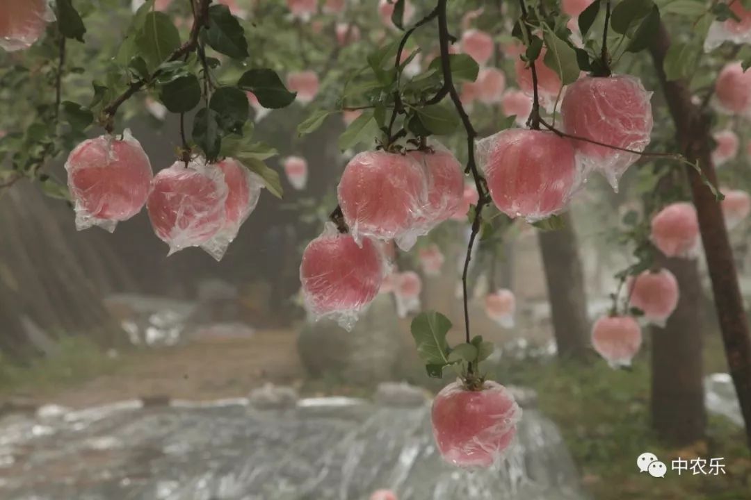 翼城工作站，树好、形好、果更好