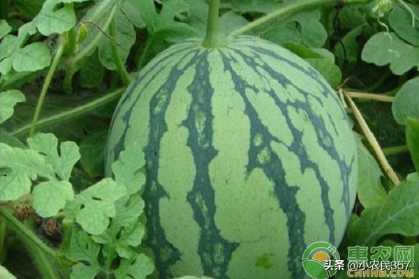 睢宁西瓜种植技术,睢宁西瓜种植大户