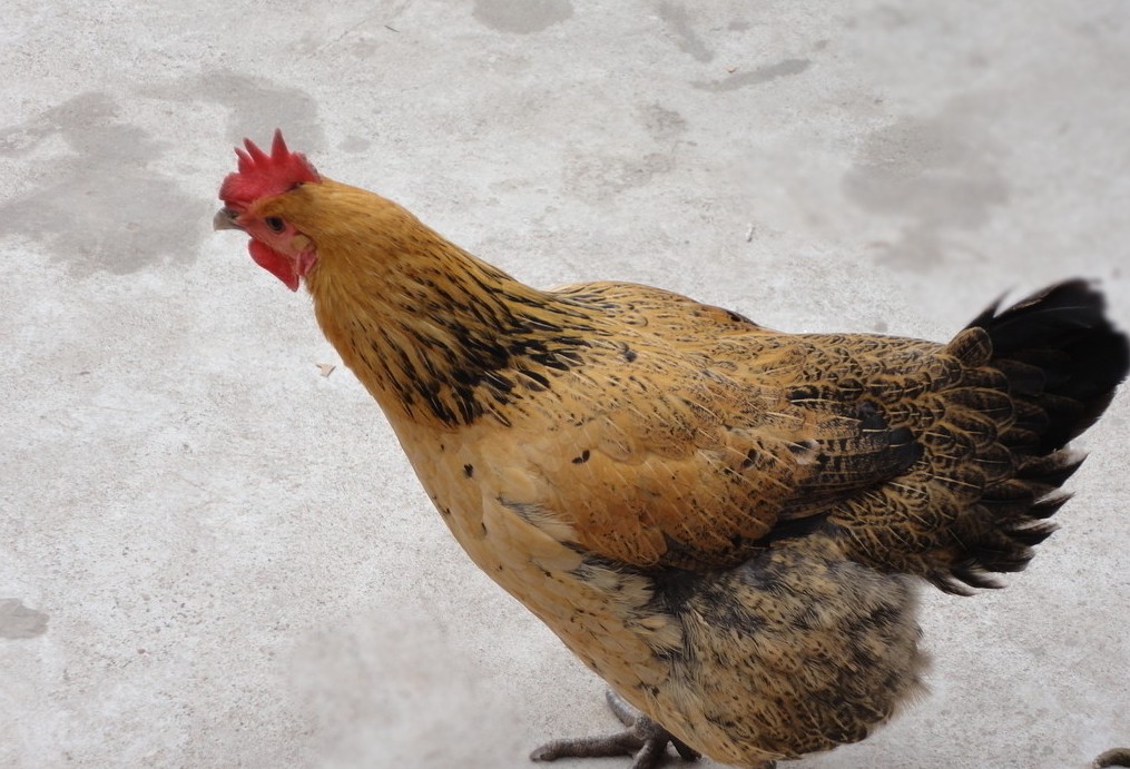 鸡肺肿大是什么病要怎么治,鸡50日龄已患病