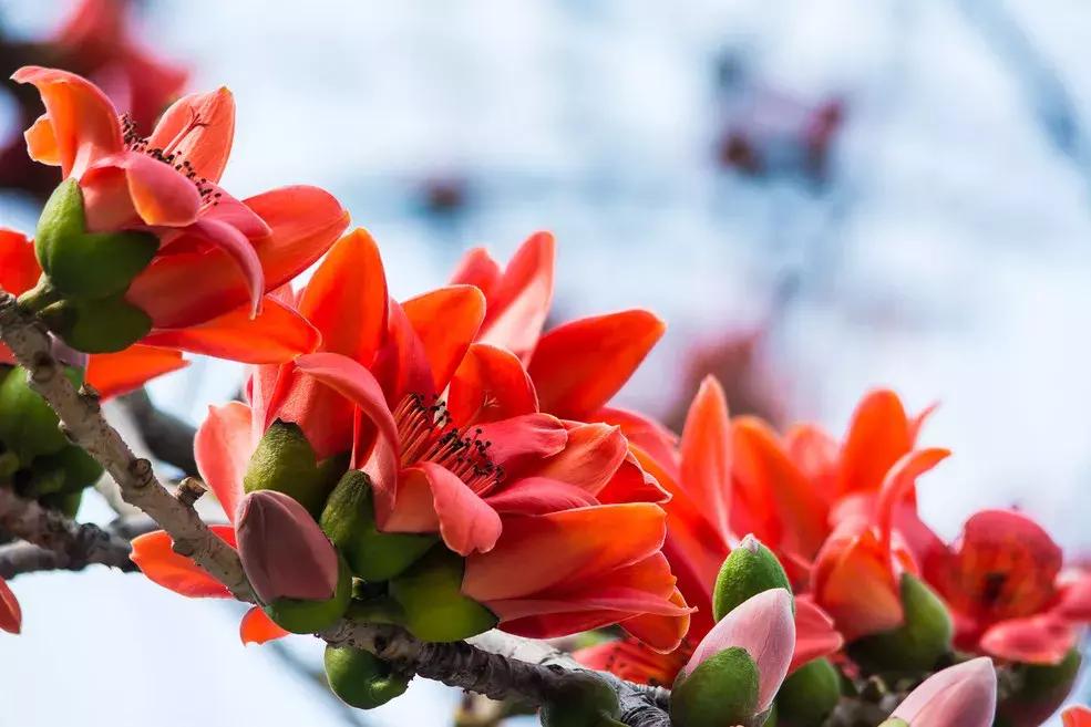 100种百花图谱大全,好书推荐快来领取你的宝藏书单