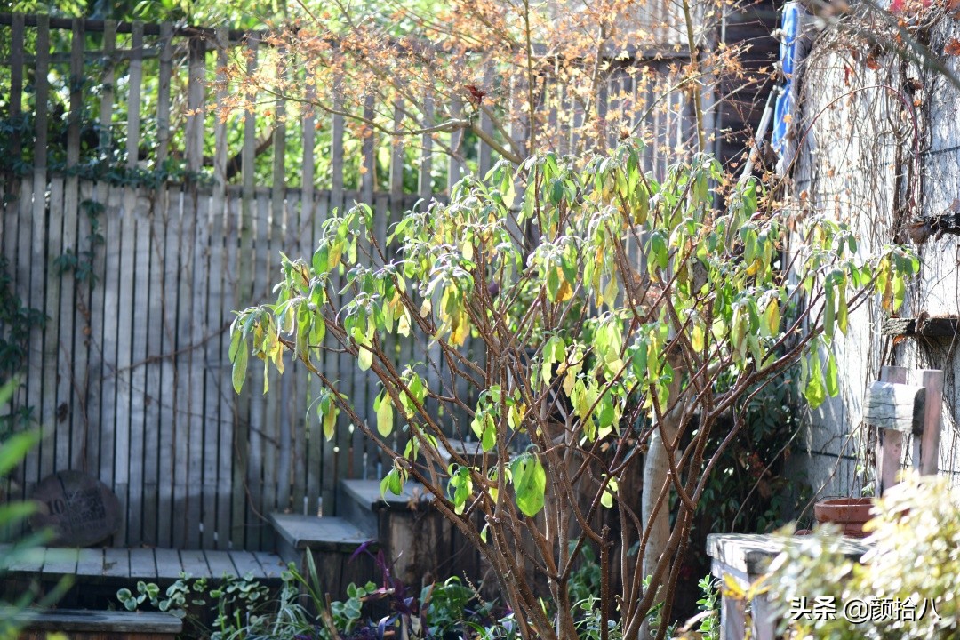 零下9度来袭，花园里的绿色是那么动人|园丁