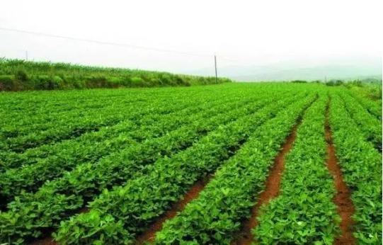 花生种植新手入门教学视频,花生种植技术小视频