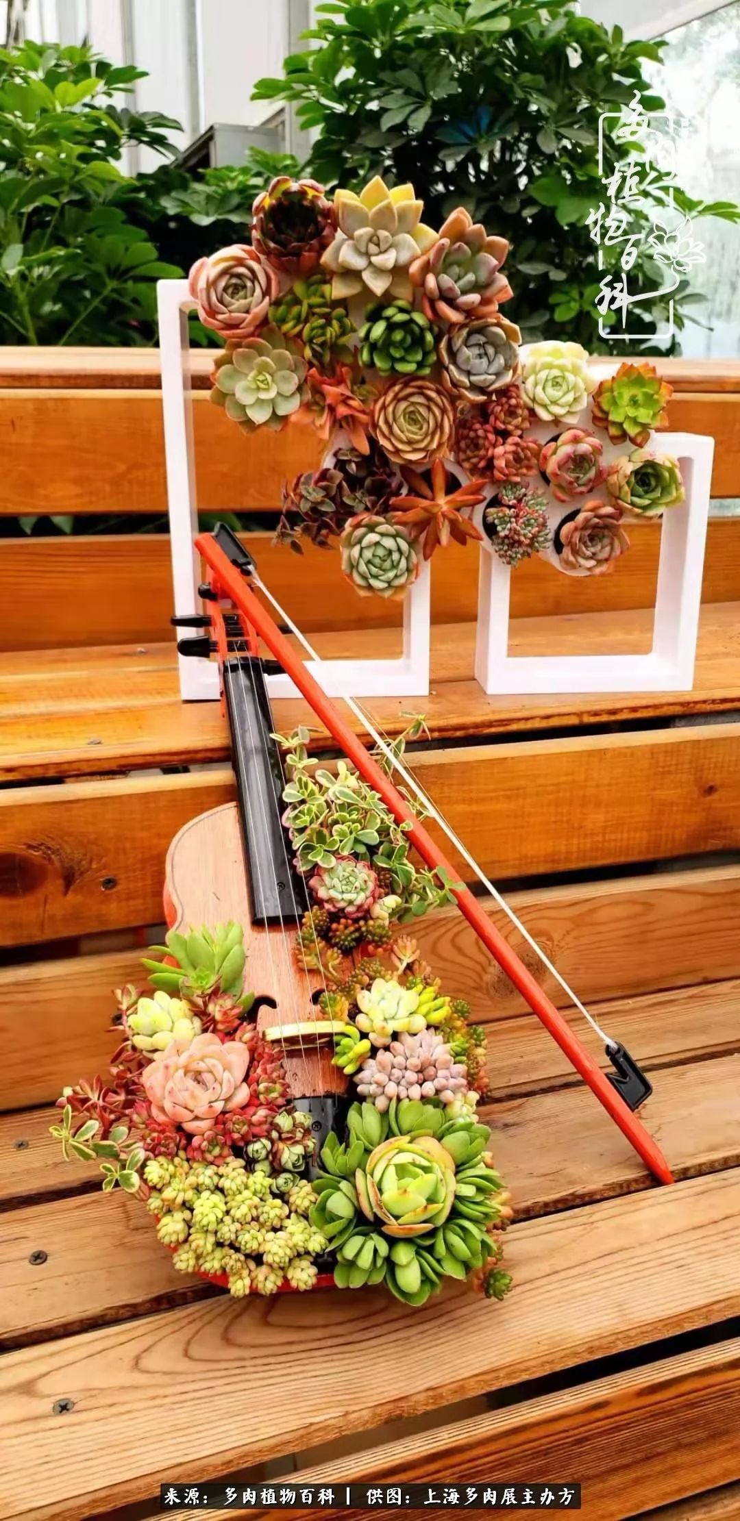 2023多肉展会直播,2023上海多肉植物展