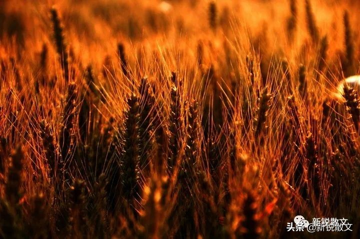 学词随笔:歌词写多了,感觉越写越难,不敢轻易出手