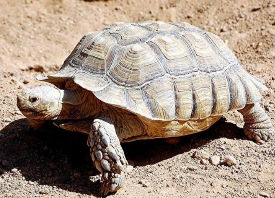 苏卡达陆龟被丢垃圾桶了,苏卡达陆龟乌龟火化