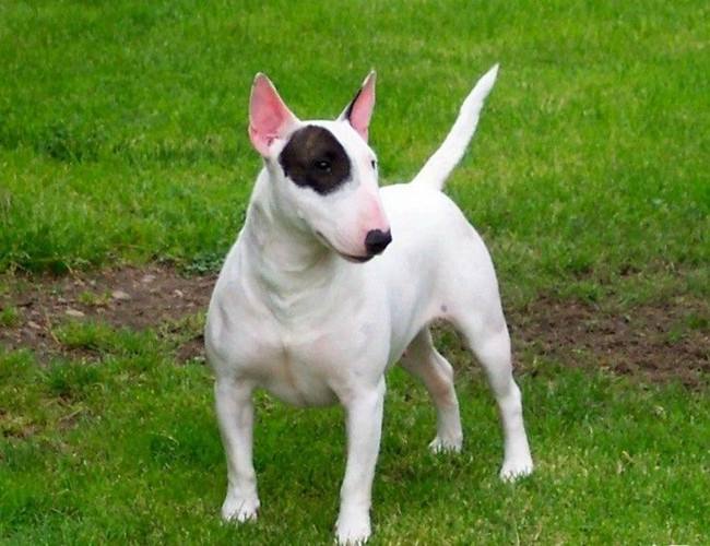 常见宠物狗的品种大全及图片,小型短毛宠物狗的品种图片大全